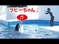 ラビーちゃん♪　Killer whale performance, Kamogawa Sea World, Japan【2020年2月5日11:00　鴨川シーワールド　シャチパフォーマンス】