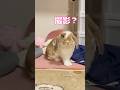 【ドヤ顔】カメラを見つけた瞬間のファンサービスがプロすぎるたれ耳うさぎ #うさぎ #bunny #うさぎのいる暮らし #ロップイヤー #shorts