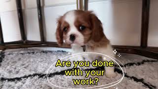 Vanilla's Daily Adventures (Cavalier King Charles Puppy): Playtime and Naptime