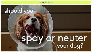 Everything you need to know about spaying or neutering your dog