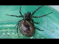 Viuda falsa mordedora (Steatoda nobilis). No bajes al sótano. GONZALO.