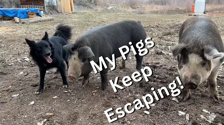 How I build a pig pen to last!