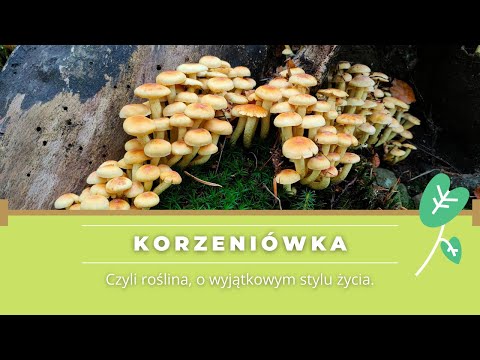 Mikoryza i przykład oszusta w świecie roślin.