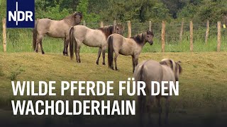 Wilde Pferde und Wacholder | Die Nordreportage | NDR Doku