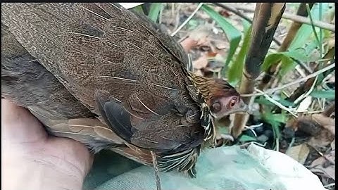 hnub 9/5/2023 - Cuab poj qaib qus coj me nyuam mag zoo heev