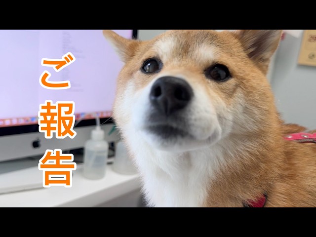【ふくちゃんです】 おまとめ4点だよ(⁠◍⁠•⁠ᴗ⁠•⁠◍⁠)♡ I have very good news to report. - YouTube