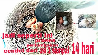 pertumbuhan piyik cendet di kandang ternak #part1 #cendetjatim  #carabeternakcendet #anakcendet