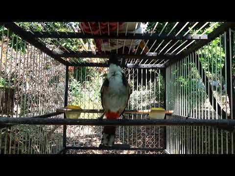 Video Chào Mào Ché Kích Bổi Sung Lửa | Thúc Chim Sổ Giọng |... - youtube