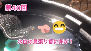 メダカの様子