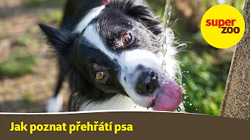 Jaké jsou příznaky psa utratit?