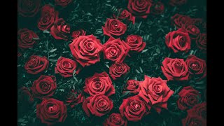 Best flowers and roses wallpapers HD with soft music share to whom you love – Roses photos screenshot 3