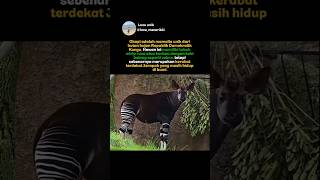 Okapi adalah mamalia unik dari hutan hujan Republik Demokratik Kongo. #fyp