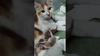 Download Lagu kucing lahiran anak nya baru dau hari #cat #kitten #kucinganggoralucudanimut MP3