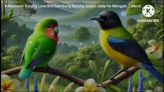 Masteran Burung Love Bird Sambung Burung Sogon Jeda 1 Menit