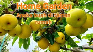 HOME GARDEN, ANEKA BUAH DI KEBUN RUMAH