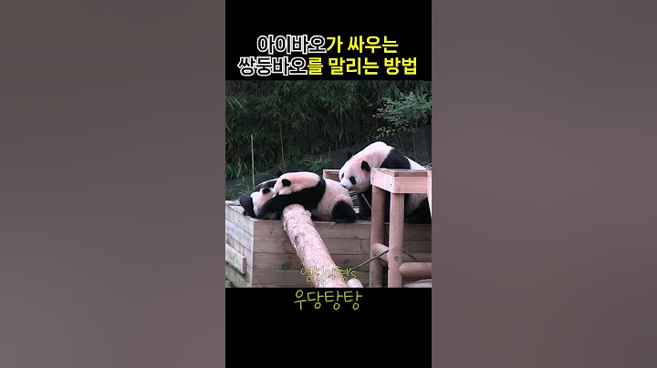아이바오가 쌍둥바오의 싸움을 말리는 방법