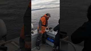 A Halibut Fumblerooski! #fishingfails #halibutfishing #alaska #fishing #juneau #shorts