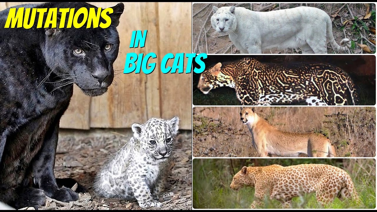 Cheetah Mutations