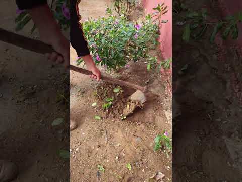 أسرار العناية بالورود داخل المنزل لجعلها تزهر طوال السنة