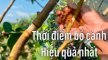 #69 Thời điểm Bó Bầu Cành Chiết giúp Cành Ra Rễ Hiệu Quả Cao | Giá Ổi Hôm Nay