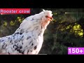Funny roosters crowing longest laughing over 150 roosters so funny pets animals