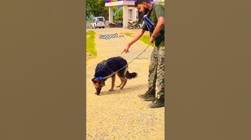 डर 🤫  Para Commando #nsg #commando #cobra #youtubeshorts ##shorts #ytshorts #army #armylife #ssb