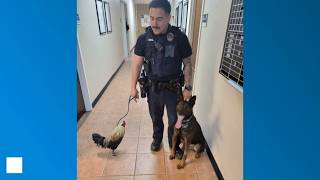 Kilgore Police celebrate National K-9 Day with tribute to police dogs