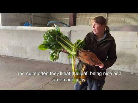 Video: Top Dressing Of Beets In The Open Field: The Main Dressing For Table And Fodder Beets. What Fertilizers Should Be Used In The First Feeding?
