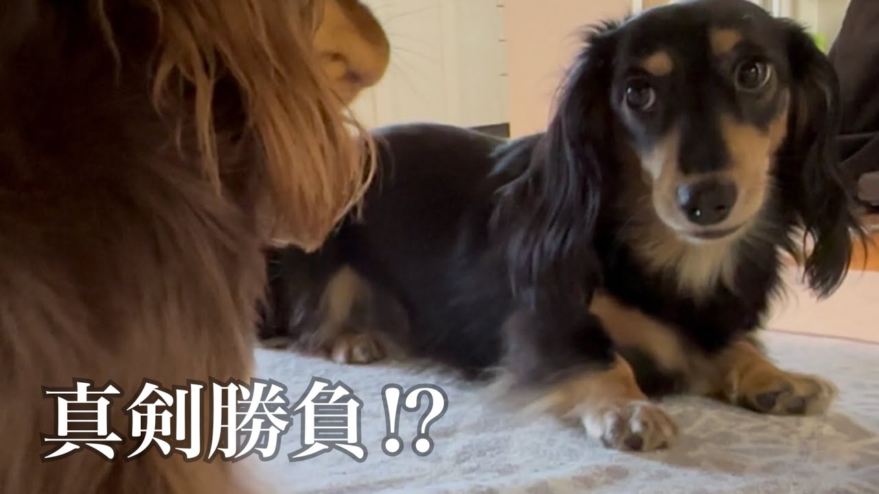 遊びなのか真剣なのか分からなくなっちゃうミニチュアダックス