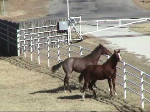 Yearlings: RL Best of Sudden /Sorrel Colt - My Fin...