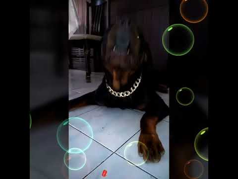 วีดีโอ: 3 วิธีง่าย ๆ ในการทำความสะอาดฟันของ Rottweiler