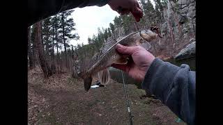 How to catch sucker fish for bait