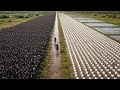 China's Duck Farming Method Shocked Scientists - Here's Why