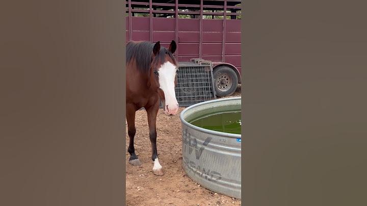 Horse spooking at mask #horse #animals #funny #funnyanimals