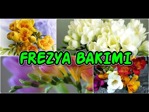 Video: Frezya