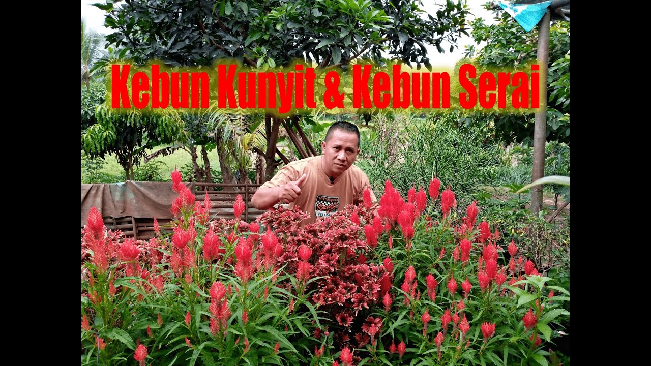 kebon kunyit dan serai 