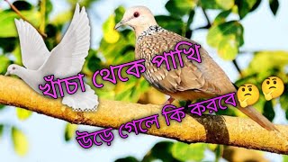 পাখি খাঁচা থেকে উড়ে গেলে কি করবো???