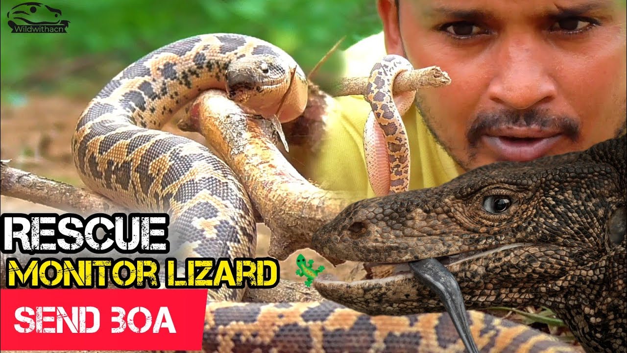 Unplanned Encounter With A Whitaker s Boa Snake SOS Sirohi Wildest unplanned-encounter-with-a-whitaker-s-boa-snake-sos-sirohi-wildest