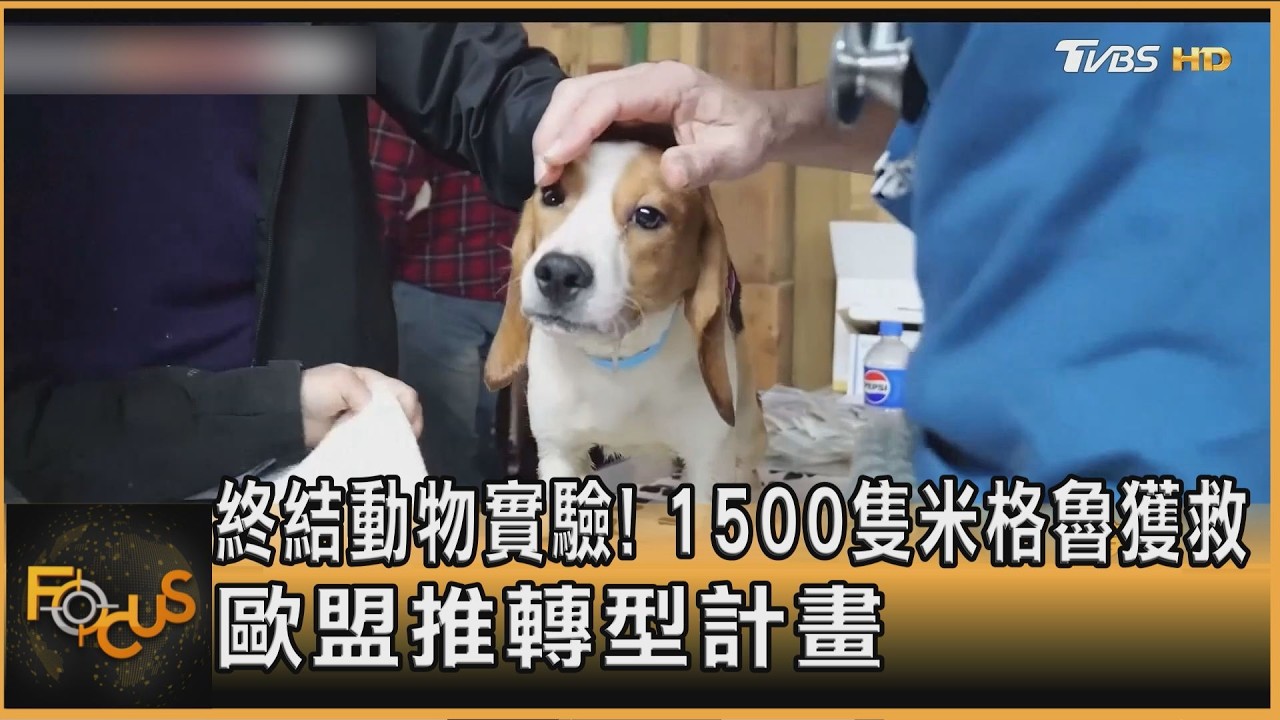 終結動物實驗! 1500隻米格魯獲救 歐盟推轉型計畫｜詹舒涵｜FOCUS全球新聞20260514 @TVBSNEWS01
