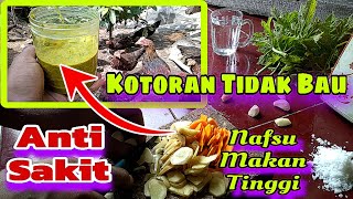 PETERNAK AYAM KAMPUNG HARUS COBA JAMU INI❗️3 Manfaat Untuk Ayam Terkandung Pada Jamu Ini