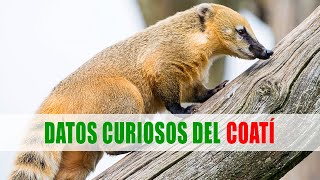 Coatí, Pizote, Tejón mexicano (Nasua) | Datos curiosos de animales