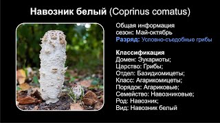 Навозник белый (Coprinus comatus)