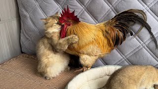 The rooster asked the cat to take him on an outdoor adventure,but the cat refused.Funny cute animal