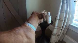A Dog's Red Knot Tour