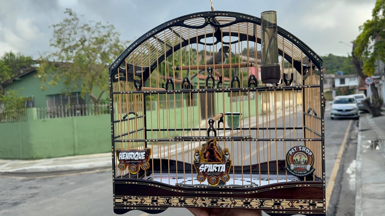 PUXADA NA RUA COM COLEIRO SPARTA REPRESENTANDO| TA CANTANDO MUITO 😱#papacapim 