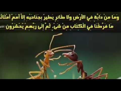 أنشودة فضل الله عليك كبير لفرقة الكوثر الجزائرية