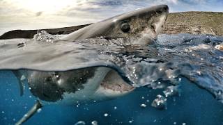 Dare to Dream | From Shark Diver to Wildlife Filmmaker