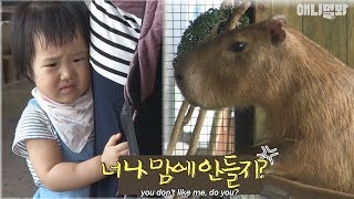 The capybara couple escape at every opportunity