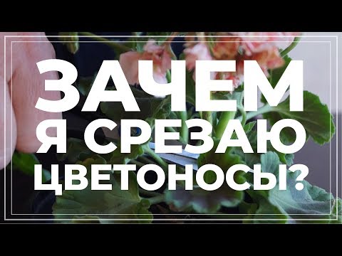 Герань. Секрет пышного цветения. Еще больше цветов на пеларгониях