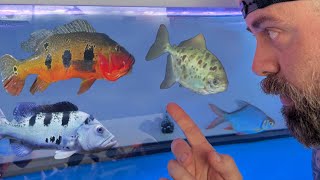 WE are BACK! FULL STOCK VIDEO - EVERY FISH IN THE SHOP